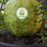 Organic Guava (5KG@750) - Image 3