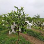 Organic Guava (5KG@750) - Image 5