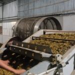 Assam Green Tea Premium Export Quality - Image 6